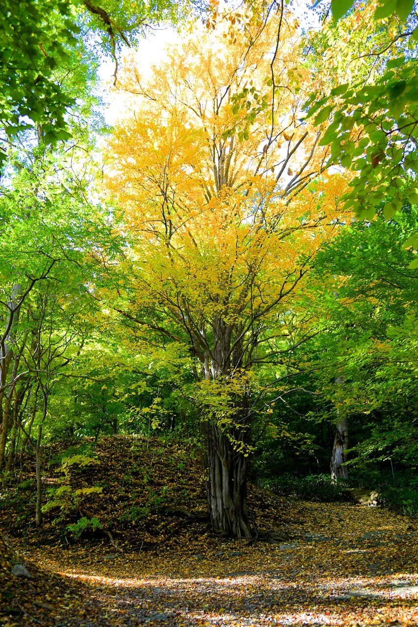 ベンジャミンさん専用　カツラの木　/136 The_Plant_Society_739_1200x120