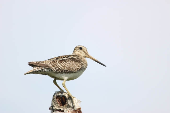 Gallinago Hardwickii - 医療法人北祐会 北海道脳神経内科病院